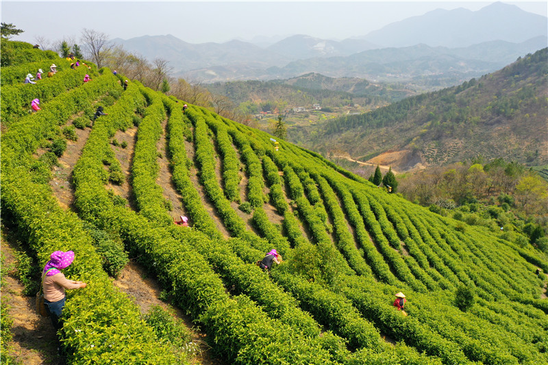 中國春來茶園新意濃