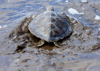 在愛爾蘭獲救的綠海龜在加那利群島重獲自由