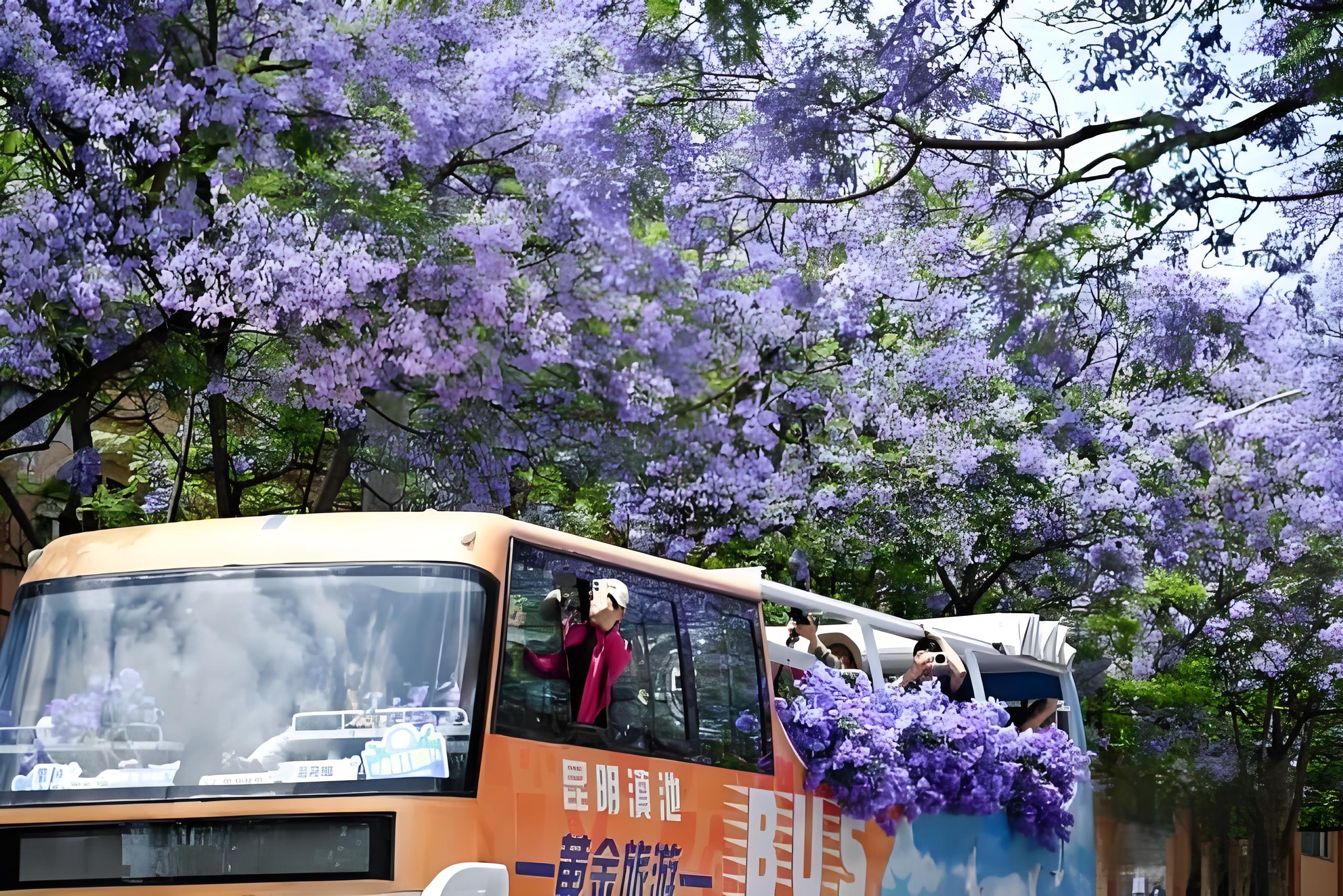 昆明藍花楹迎盛花期 遊客週末共赴紫色花海之約