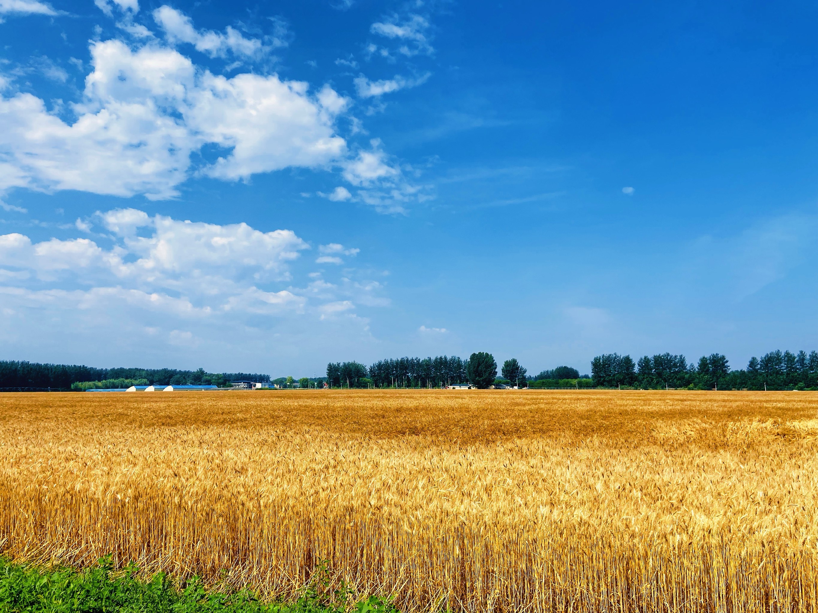 用上無人駕駛收割機，麥收效率提升七成多
