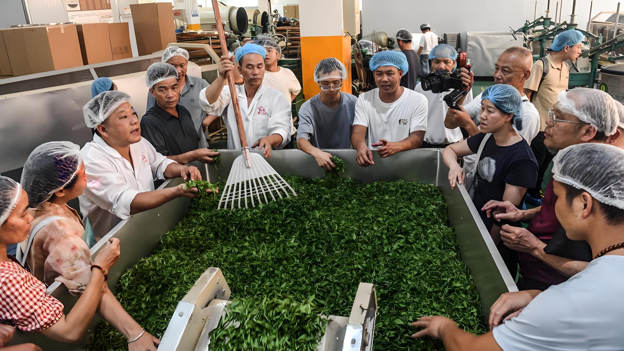 廣西柳州：百名制茶匠人交流六堡茶技藝