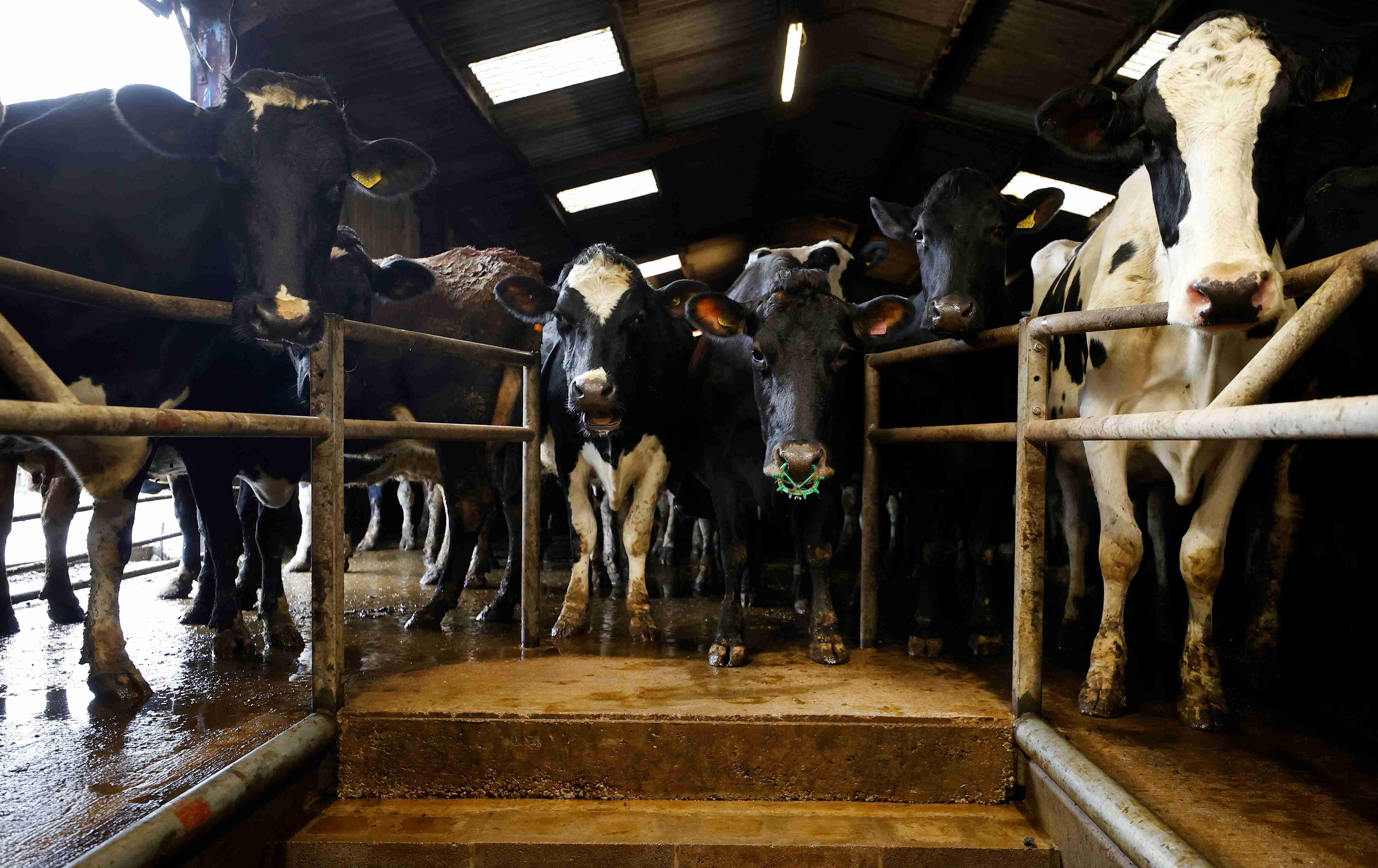 英國在英歐協議前取消對動物的額外邊境檢查