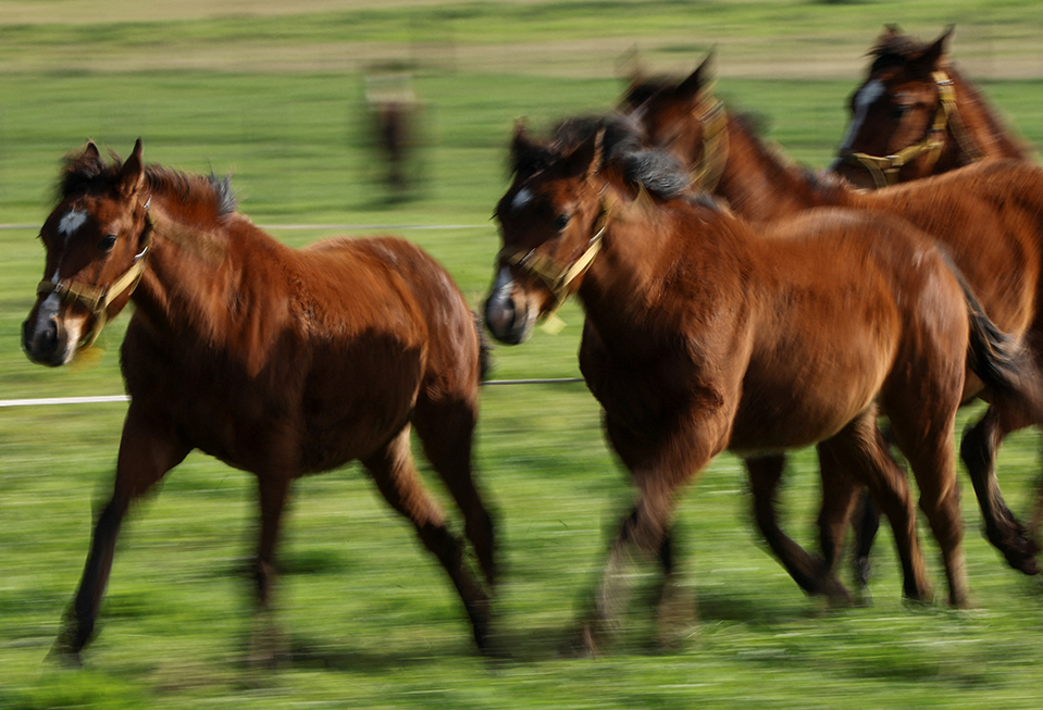 全球首例基因編輯馬匹正顛覆高雅的馬球運動